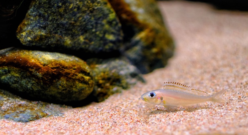 Xenotilapia nasus 'Chituta Bay'